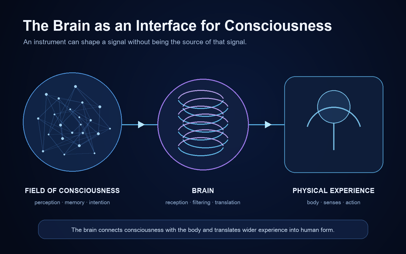 Diagram of the author’s model: field of consciousness, brain as interface, and physical experience.